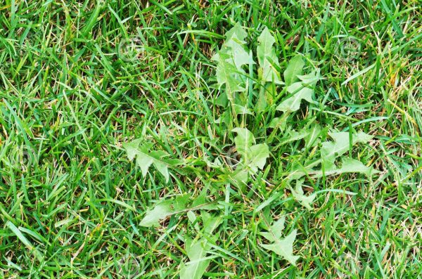 Control de malas hierbas en jardines y áreas verdes