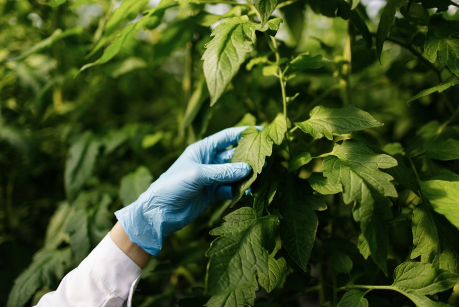 Diagnóstico de enfermedades en plantas